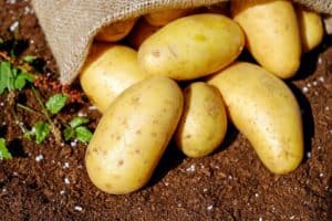 Kartoffeln für Spargel